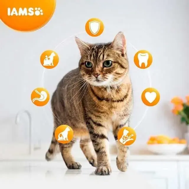 Sausā barība kaķiem - IAMS CAT ADULT INDOOR CHICKEN, 2 kg