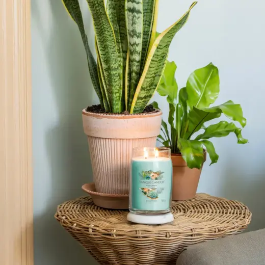Debenhams Signature Large Jar Aloe & Agave