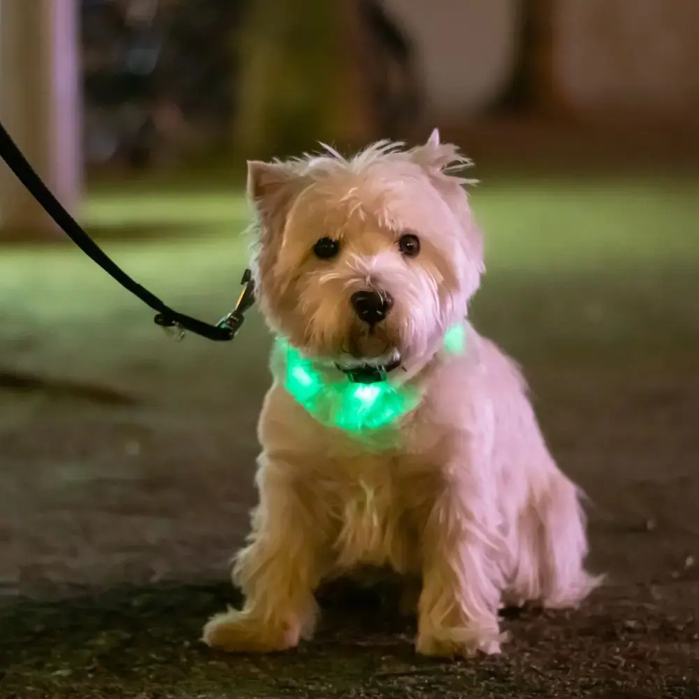 Silicone LED Pet Collar LLFG24034