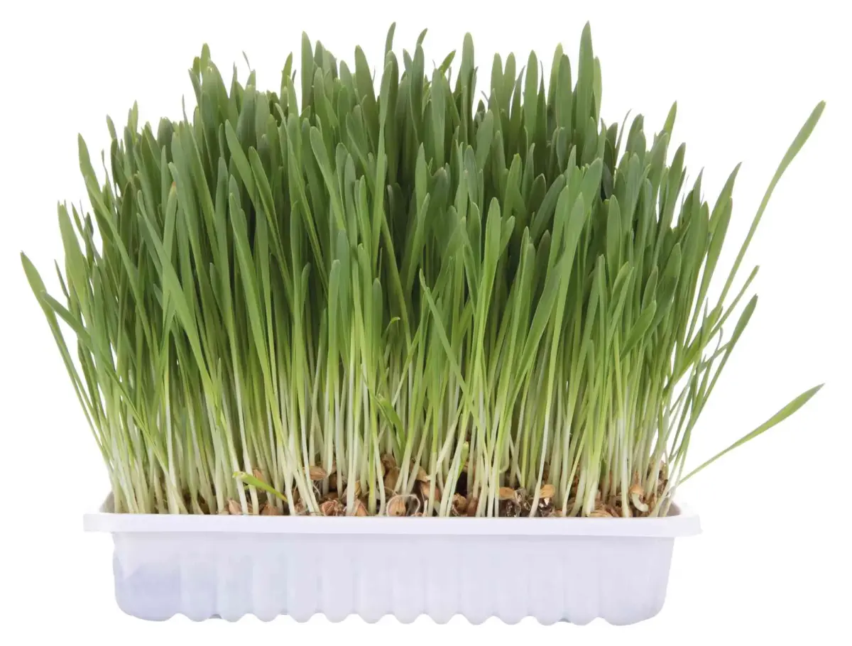 Zāle kaķiem : Trixie Cat Grass (bag), 100g