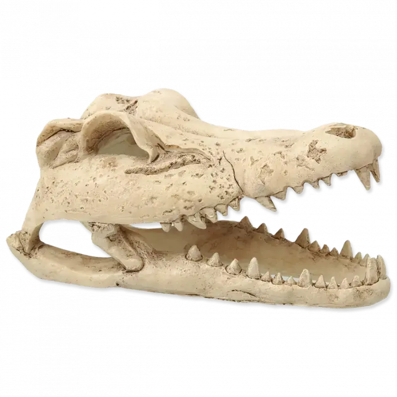 Dekors terārijam : Repti Planet Crokodil skull 13,8x6,8x6,5cm