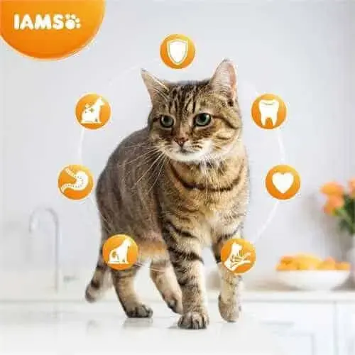 Sausā barība kaķiem - IAMS CAT ADULT CHICKEN, 10 kg